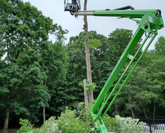 tree care